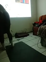 PussyPounderBlackD webcam stripchat model stream image
