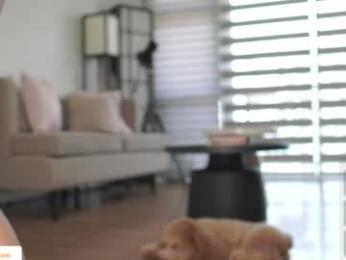 belle_adrienne webcam model stream image