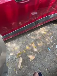 Dakku_69 webcam stripchat model stream image