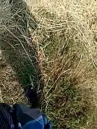 dolphiinn webcam model stream image