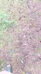 RUSbiNN webcam model stream image