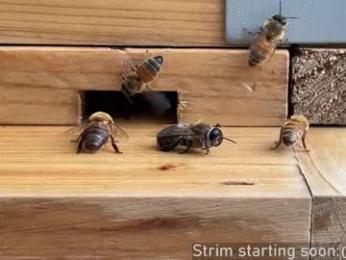 booker_baxton webcam chaturbate model stream image